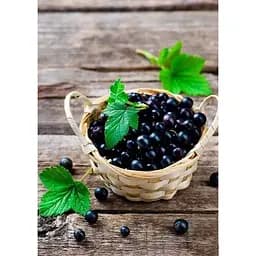 Саджанець Agro-Market Смородина чорна Бен Конан (Ben Connan) (ранній термін дозрівання, зимостійкий сорт) 1 шт. в упаковці (44816) - мініатюра 4