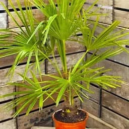 LMTD Трахикарпус Agro-Market Fortunei 20-40 см (187882) 1 саженец в упаковке (комнатный) Нидерланды