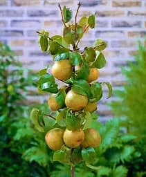 Саджанець Agro-Market Азіатська груша Дайсуле (літній сорт) 1 шт. в упаковці (45356)