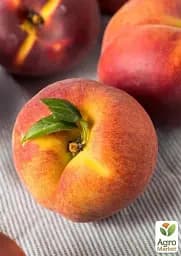 Саджанець Agro-Market Персик Ред Хевен (літній сорт, середній термін дозрівання) 1 шт. в упаковці (17585) - мініатюра 3