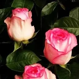 Троянда чайно-гібридна Agro-Market Белла Віта саджанець класу АА+ вищий сорт 1 шт. в упаковці (15994)