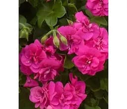 Саджанець Agro-Market Пеларгонія ампельна Amy (контейнер №10 висота 10-20 см) (176649) 1 шт. в упаковці