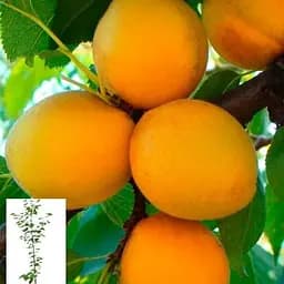 Абрикос "Ананасний" укорінений у контейнері (саджанець 2 роки) (153020) 1 саджанець в упаковці