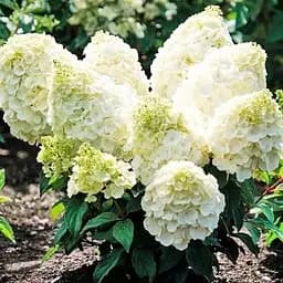 Гортензия 3-х летняя метельчатая "Magical Mont Blanc" (176642) 1 саженец