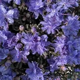 Рододендрон Agro-Market Arctic Blue вересковидный вазон Р9 1 саженец в упаковке (184961)