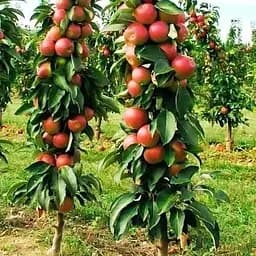 Саджанець Agro-Market Яблуня колоновидна Легенда Ексклюзив (21343) 1 шт. в упаковці