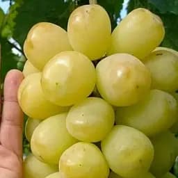 Саджанець Agro-Market Виноград Тянь-Шань (сорт китайської селекції, гігантські ягоди, гармонійний смак) 1 шт. в пакуванні (50844)