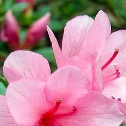 Саджанець Agro-Market Рододендрон кімнатний Rose (50776)