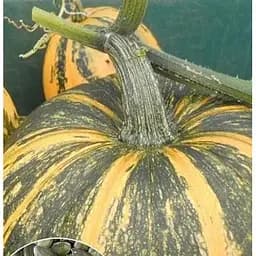 Насіння Весна на вагу Гарбуз Масляний ціна за 10 г (52265)