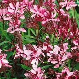 Гаура lindheimeri "Cherry Brandy" (вазон С2 ефектний багаторічник) (189494) 1 саженец