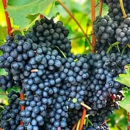 Саженец Agro-Market Виноград Красавец (винный, ранне-средний срок созревания) 1 шт. в упаковке (178130)