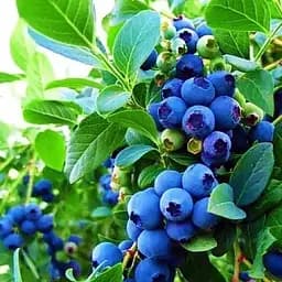 Саджанець Agro-Market Лохина (чорниця садова) пізня Елліот (Elliott) (придатний до тривалого зберігання) 1 саджанець (21312)