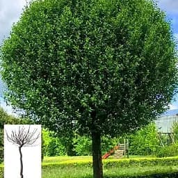 Вишня Куляста на штамбі (висота 1,5-1,8м) (168104) 1 саджанець в упаковці