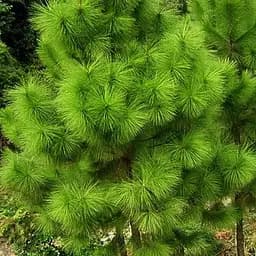 Сосна Еліота Agro-Market Pinus elliottii горщик P9 190026 1 саджанець в упаковці