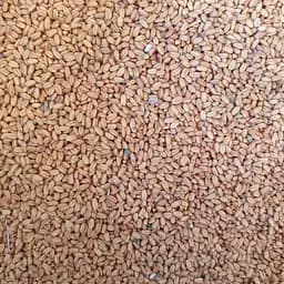 100 г рыжей/рыжик посевной семена сушеные - свежий урожай