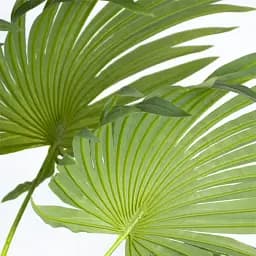 Штучна рослина Engard Cycas Palm 150 см (DW-23) - мініатюра 2