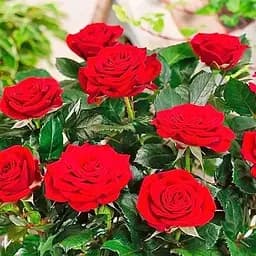 Троянда дрібноквіткова (спрей) Agro-Market Мікадо саджанець класу АА+ вищий сорт 1 шт. в упаковці (178149)