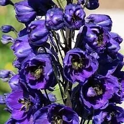 Саджанець Agro-Market Дельфініум гібридний Dark Blue Dark Bee (182204)