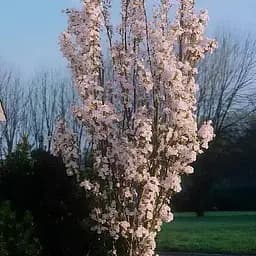 Сакура на штамбі "Амоногава" (вік від 2-х років висота 130-160см) (188024) 1 саджанець