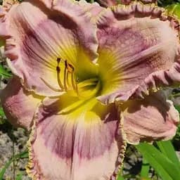 Лилейник "Rosy Breasted Snaggletooth" (сортовой укорененный в контейнере С1,2) (186033) 1 саженец