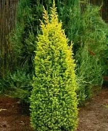 Саджанець Agro-Market Ялівець звичайний 4-річний Gold Cone С3 висота 30-40 см 1 шт. в упаковці (116267)