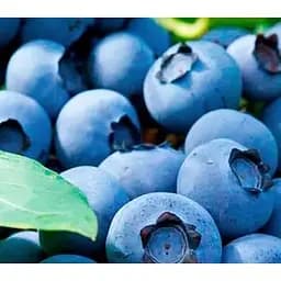 Саженец Agro-Market Голубика (черника садовая) синяя Предмет зависти (Object of envy) (премиальный, болезнестойкий, морозостойкий сорт) 1 саженец (61711)