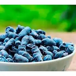 Саджанець Agro-Market Жимолість Морена (ранній термін дозрівання, ягоди з куща не обсипаються) 1 саджанець (43974) - мініатюра 2