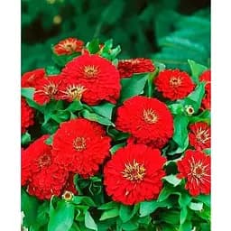 Циния "Красное пламя" (Зипер) Весна 2г (22376)