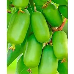 Саженец Agro-Market Актинидия 2-х летняя аргута Джамбо (мини-киви, морозостойкий сорт) вазон С1 (179777) 1 шт.