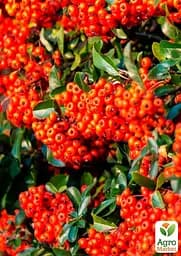 Саджанець Agro-Market Піраканта вузьколиста Orange Glow (48329) - мініатюра 2