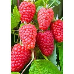 Саджанець Agro-Market Малина Геракл (ремонтантний високоврожайний сорт) 2 шт. в упаковці (23385)