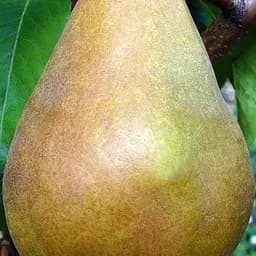 Саджанець Agro-Market Груша Стрийська (зимовий сорт, пізній термін дозрівання) (39895) 1 шт. в упаковці