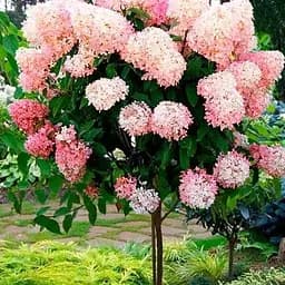 Гортензія волотиста на штамбі "Living-Raspberry Pinky" висота 70-100см (186206) 1 саженец