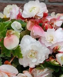 Клубень Agro-Market Бегония ароматная Parfum Pastel White 1 шт. в упаковке (177190)