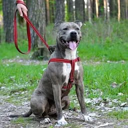 Шлея для собак Barksi Active світловідбивна (обхват грудей 40-53 см ширина 1.6 см) червона - мініатюра 5