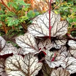 Саженец Agro-Market Гейхера (Heuchera) Marvelous Marble Silver (181050)