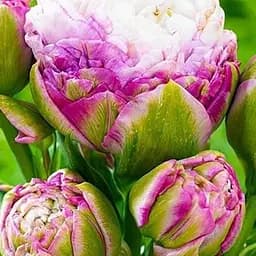 Тюльпан "Peggy Wonder" 1 шт (48698)