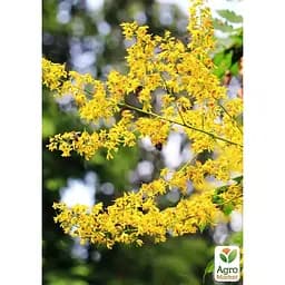 Кельрейтерия метельчатая (парковое и декоративное дерево) Agro-Market (189166) 1 саженец в упаковке  