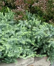 Саджанець Agro-Market Ялівець 3-річний Schlager С3, що стелеться діаметр 20-30 см 1 шт. в упаковці (166983)