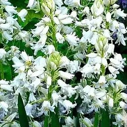 Гиацинтоидес "Белый" (размер 6/7, большой) 5 шт (17295)