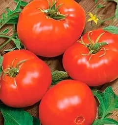 Насіння Весна на вагу Томат Медфорд ціна за 2 г (178426)