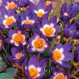 Крокус ботанический "Sieberi Tricolor" (размер 5/7, средний) 5 шт (39437)