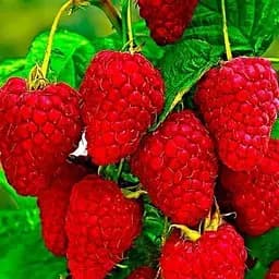 Саджанець Agro-Market Малина Брусиловський стандарт (ремонтантний сорт) 2 шт. в пакуванні (19882)