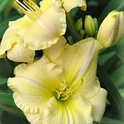 Лилейник "Arctic Snow" 1 шт (36171)