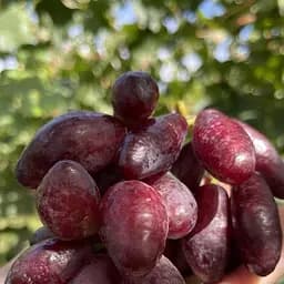 Саженец Agro-Market Виноград Полтавский Маникюр (надранный, большой, сладкий, мясистый) 1 шт. в упаковке (182237)