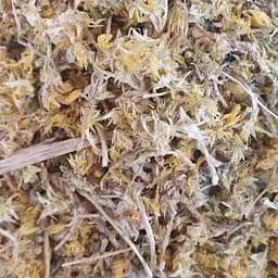 100 г очиток едкий трава сушеная