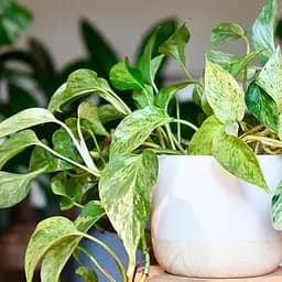 Эпипремнум Agro-Market Marble Queen 20-30 см (186891) 1 саженец в упаковке комнатный