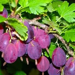 Саджанець Agro-Market Аґрус Грушенька (середньо-пізній термін дозрівання) 1 шт. в пакуванні (46242)