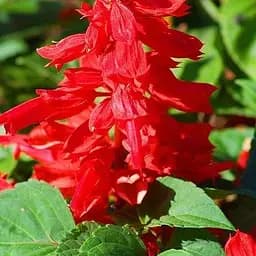 Сальвия блестящая (в банке) ТМ "Весна Органик" 1г (47050)