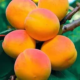 Саджанець Agro-Market Абрикос Мелітопольський ранній (літній сорт, ранній термін дозрівання) (46279) 1 шт. в упаковці